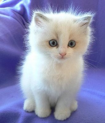 1342325517_small_ragdoll_kitten.jpg