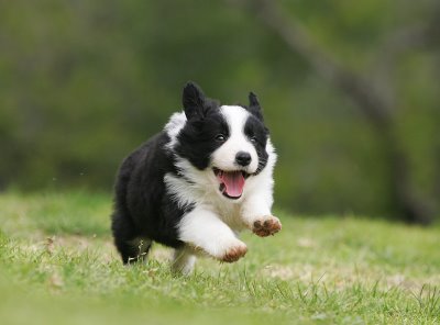 1342416852_bordercollie2.jpg