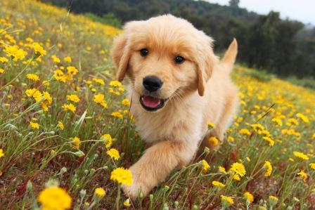 1342484414_cute20golden20retriever20pup.jpg