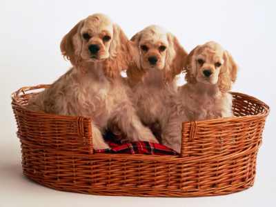 1342667341_cocker-spaniel-puppies-in-basket.jpg