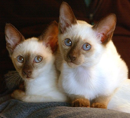 1342744126_siamese-cats-wallpaper.jpg