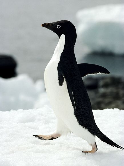 1342928164_adelie-penguin_433_600x450.jpg