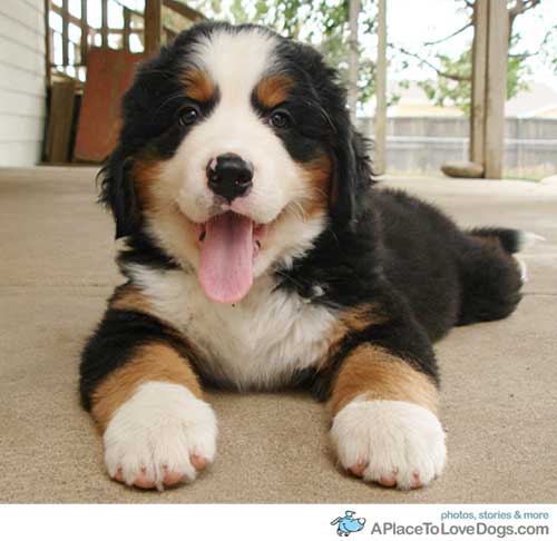 1343016252_bernese-mountain-dog-1.jpg