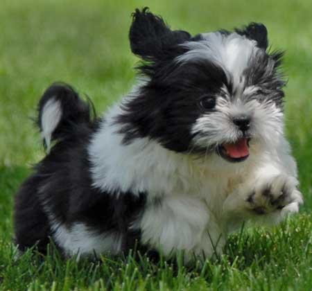 1343092313_shih_tzu_puppy.jpg