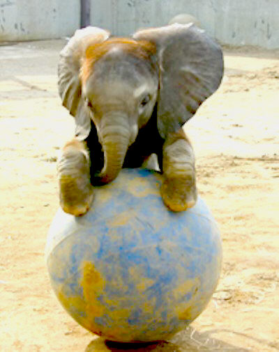 1344315292_babyelephant_display.jpg