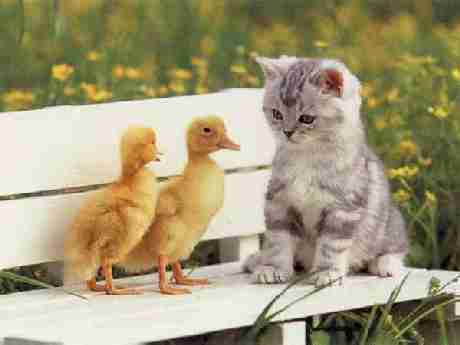 1344523531_kittenducklingbench.jpg