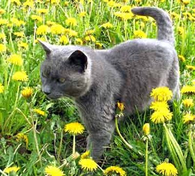 1344798655_russian-blue-cat-facts-2.jpg
