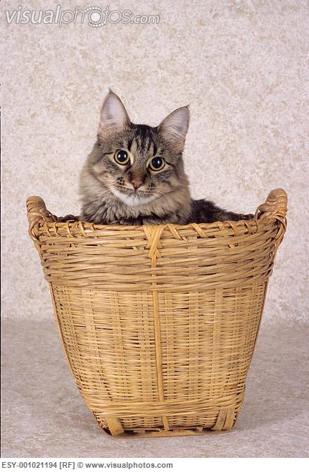 1344906291_tabby_cat_in_basket_esy-001021194.jpg