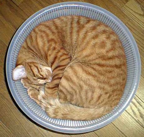 1345174862_cat20in20basket.jpg