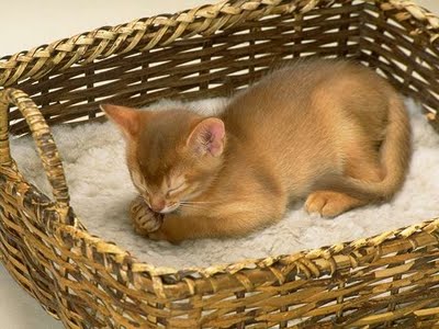 1345267997_cat_in_basket.jpg