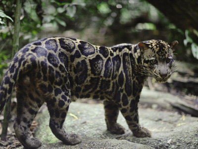 1345937455_bornean_clouded_leopard_2.jpg