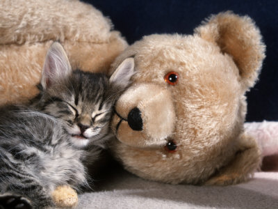 1346566632_wegner-petra-norwegian-forest-kitten-asleep-with-teddy-bear.jpg