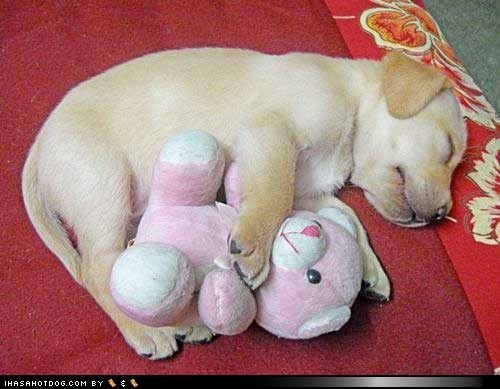 1346987375_ee2f0_funny-dog-pictures-cyoot-puppy-ob-teh-day-pink-teddy-bear.jpg