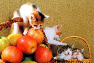 1347592075_cute_kittens_around_a_fruits_basket_phi_star_featured_picture_photos.jpg