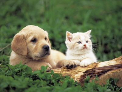 1347673615_1104607golden-retriever-puppy-and-kitten-posters.jpg