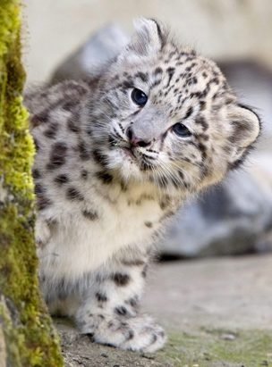 1353184240_1_snow_leopard.jpg