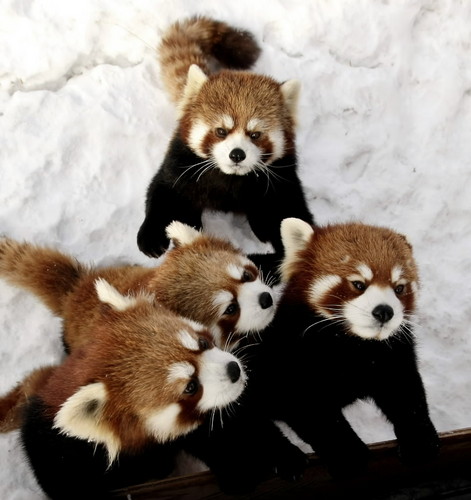 1353984219_4-baby-red-pandas.jpg