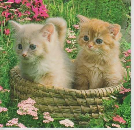1354512671_2_kittens_in_basket_2.jpg
