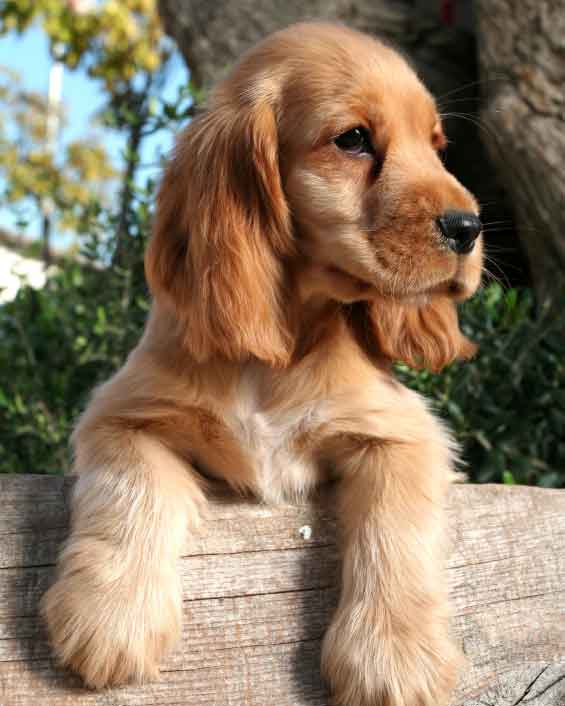 1359170420_cocker_spaniel_puppy.jpg