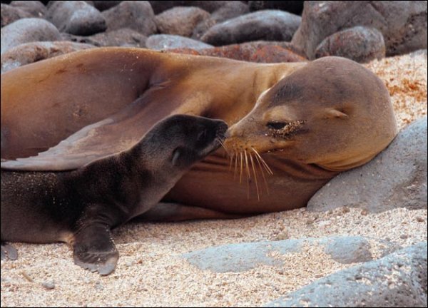 1359259187_2_sea_lions.jpg