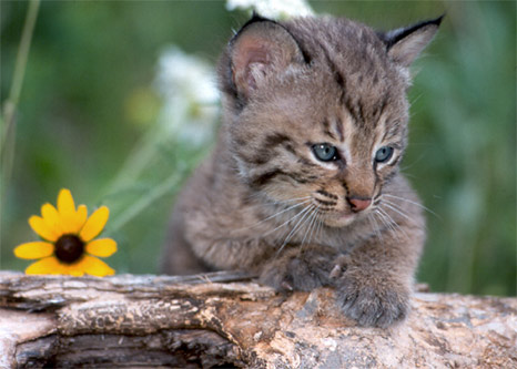 1359939761_baby_bobcat.jpg