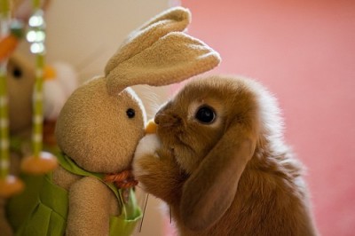 1360537849_cute-rabbit-rabbit-400x266.jpg