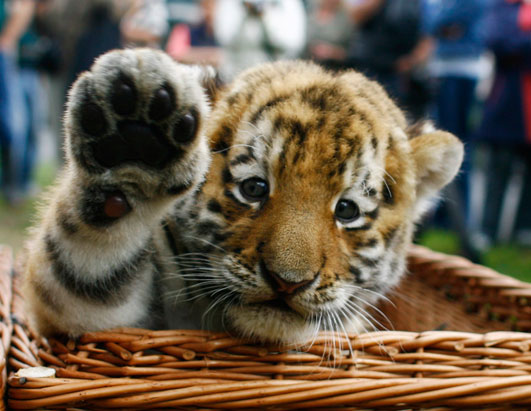 1361154801_cute-tiger-cub.jpg