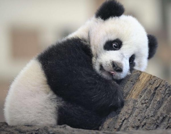1361250849_adorable_panda.jpg