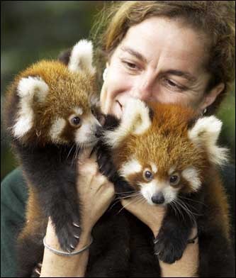 1362888294_baby_red_pandas.jpg