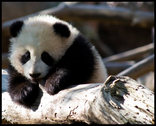 1363915250_teething-baby-panda-500x403.jpg