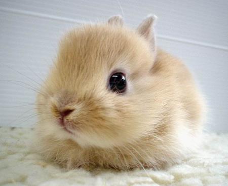 1364681092_baby_rabbit_1.jpg