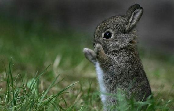 1364753927_cute-baby-bunny.jpg