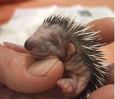 1365210992_baby_hedgehog.jpg