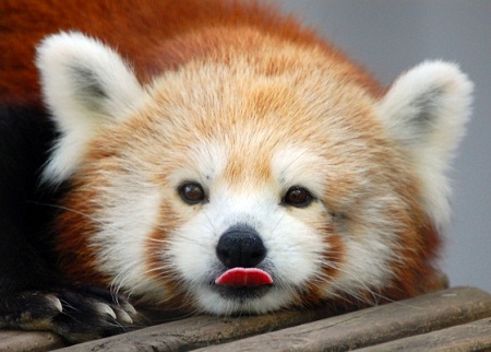 1366429869_red_panda_1.jpg