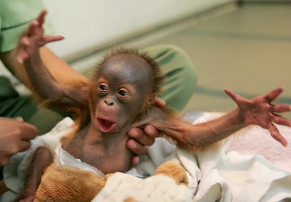 1366779728_baby_orangutan.jpg