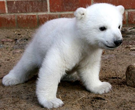 1368501185_baby_polar_bear_standing.jpg
