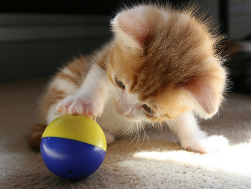 1375761690_baby-ball-cat-cute-favim_com-110258_large.jpg