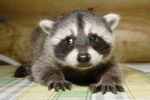 1376624255_baby_badger.jpg