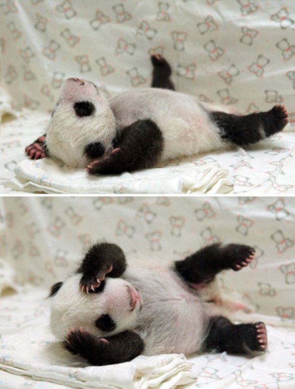 1379810468_baby-panda-pic.jpg