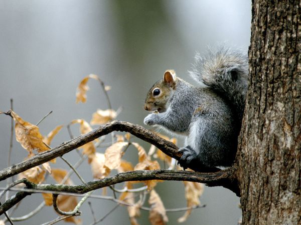 1381885015_gray-squirrel_555_600x450.jpg