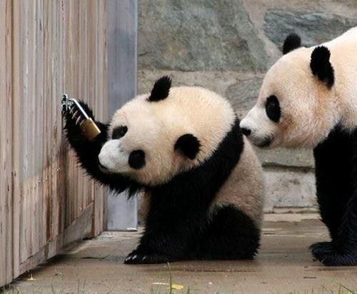 1381975485_cute-baby-panda-015.jpg