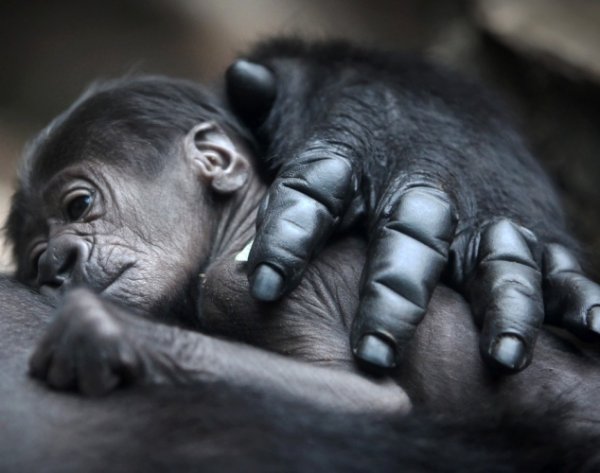 1382202366_baby-gorilla.jpg