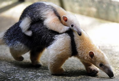 1382329271_baby-anteater-cute.jpg