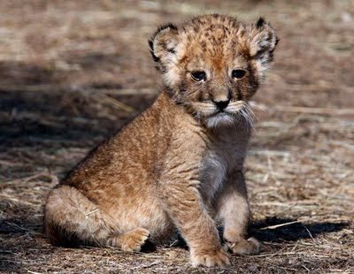 1382406721_beautiful-cute-baby-animals-photos4.jpg