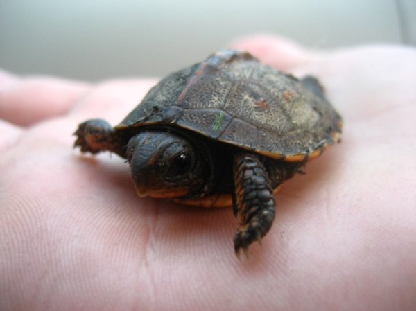 1382900752_cutest-photos-of-baby-animals-in-hand-03.jpg