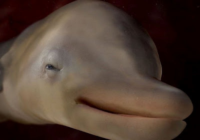 1382921772_cute_baby_animals.jpg