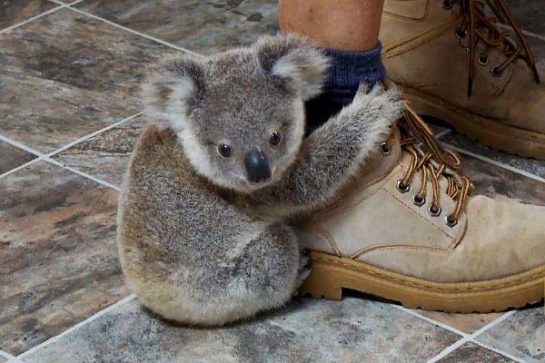 1383012128_baby-koala-1.jpg