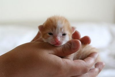 1383098499_cute-cat-500-21.jpg