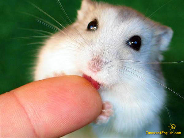 1383271234_1_white_mouse.png