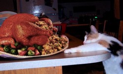 1385548337_cat_and_thanksgiving_turkey.jpg